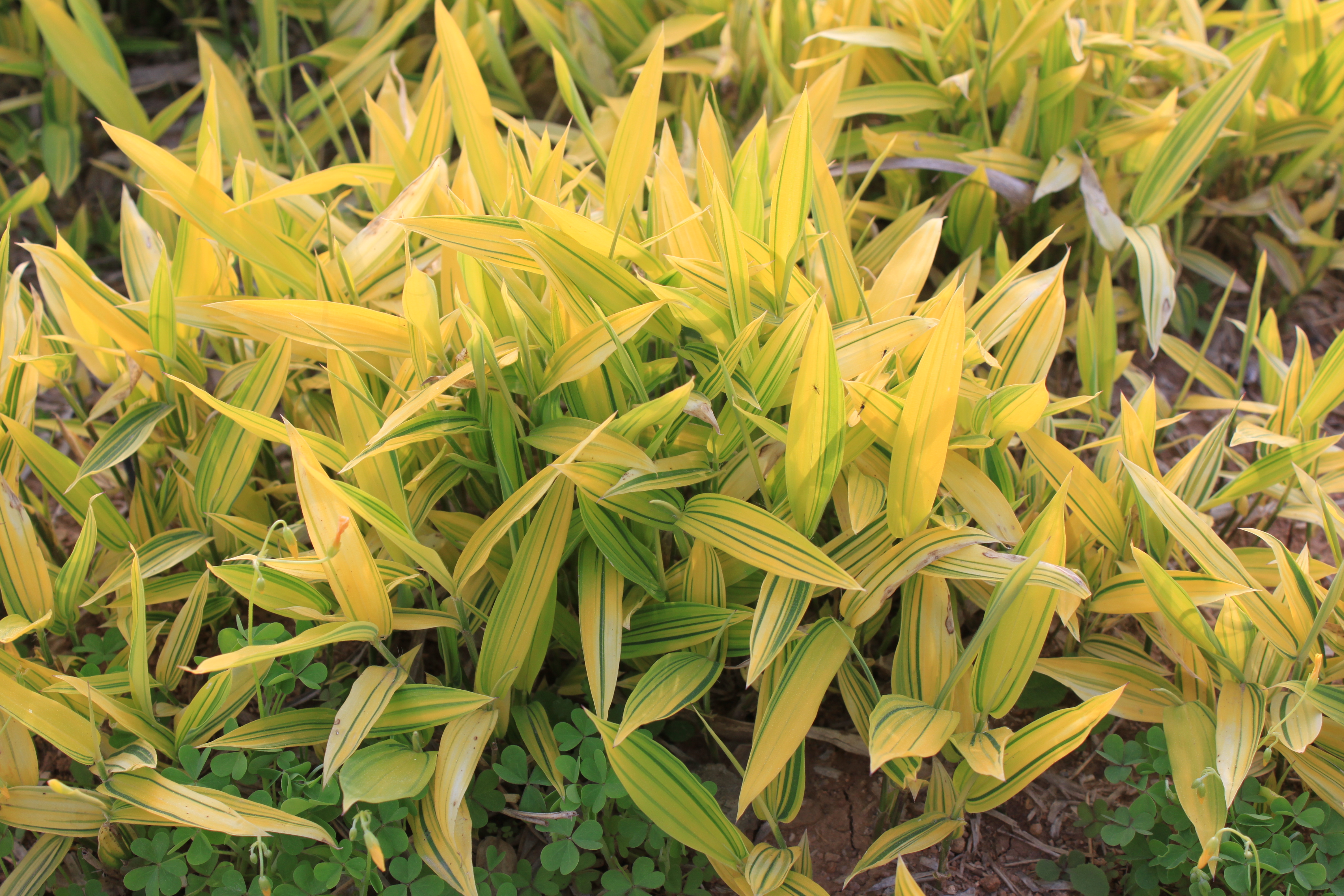 Pleioblastus auricomu